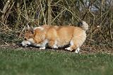 CORGI PEMBROKE 823